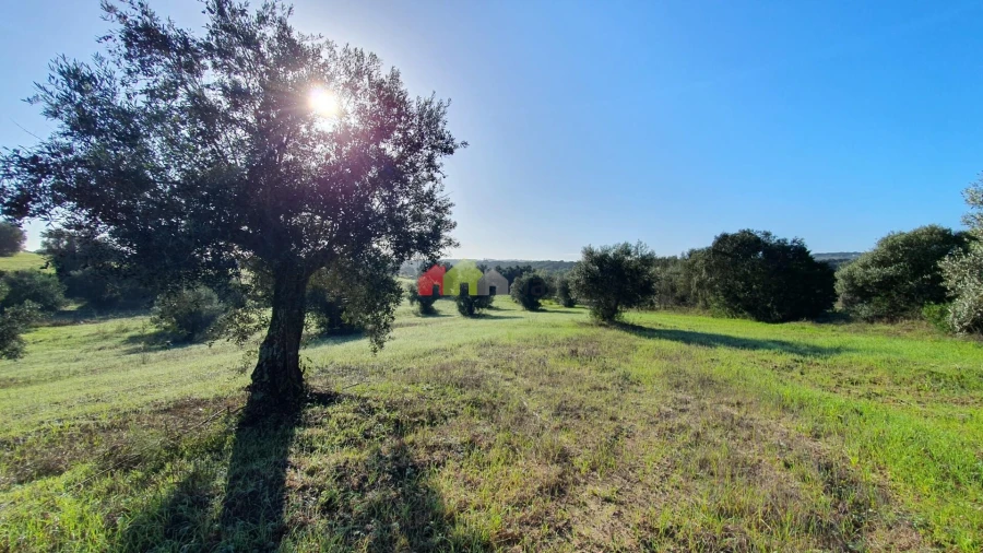 Terreno para Venda em Cortiçadas de Lavre e Lavre Foto 7