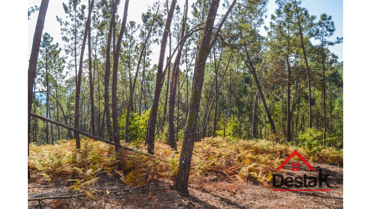 Terreno Agricola ou Rústico para Venda em Carvalhais e Candal Foto 10
