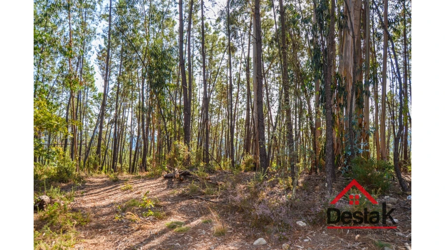 Terreno Agricola ou Rústico para Venda em Carvalhais e Candal Foto 5
