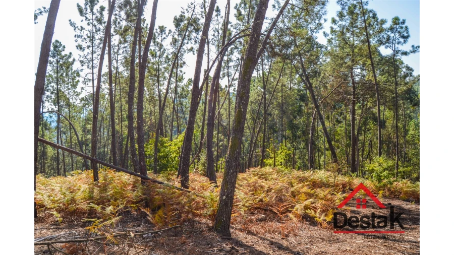 Terreno Agricola ou Rústico para Venda em Carvalhais e Candal Foto 10