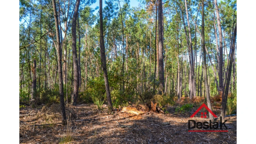 Terreno Agricola ou Rústico para Venda em Carvalhais e Candal Foto 3