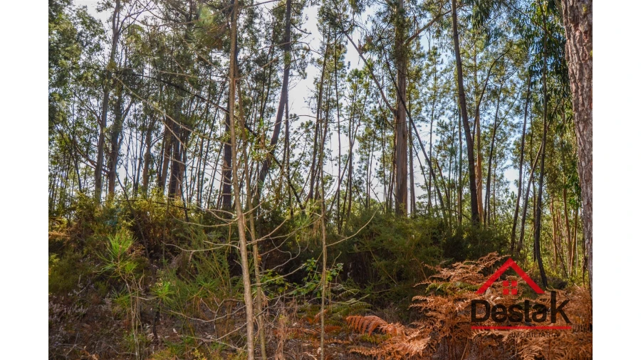 Terreno Agricola ou Rústico para Venda em Carvalhais e Candal Foto 2