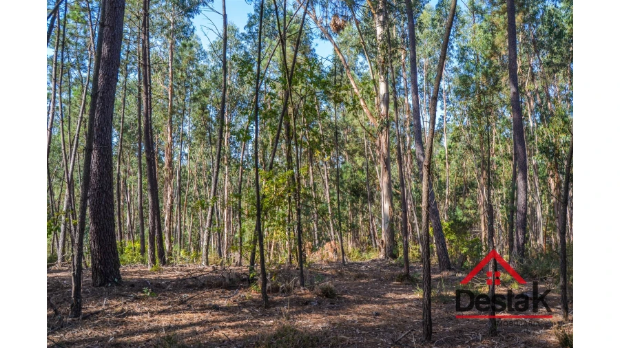Terreno Agricola ou Rústico para Venda em Carvalhais e Candal Foto 8