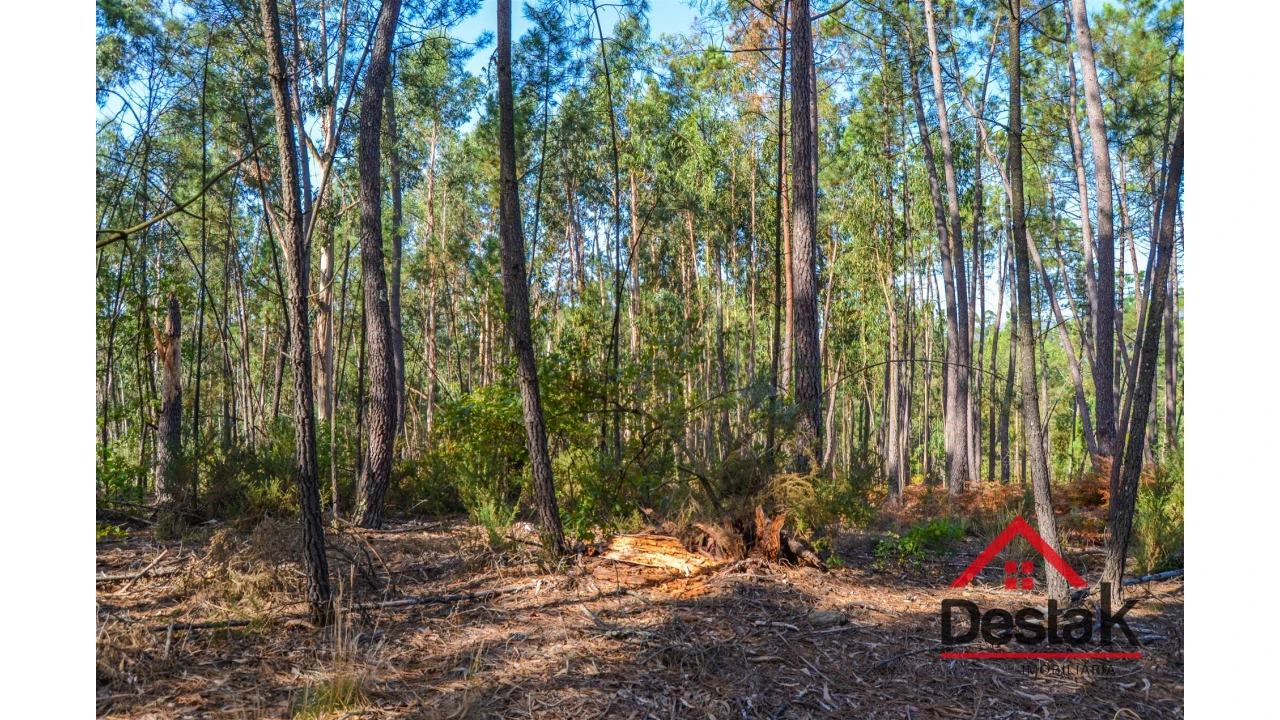 Terreno Agricola ou Rústico para Venda em Carvalhais e Candal Foto 3