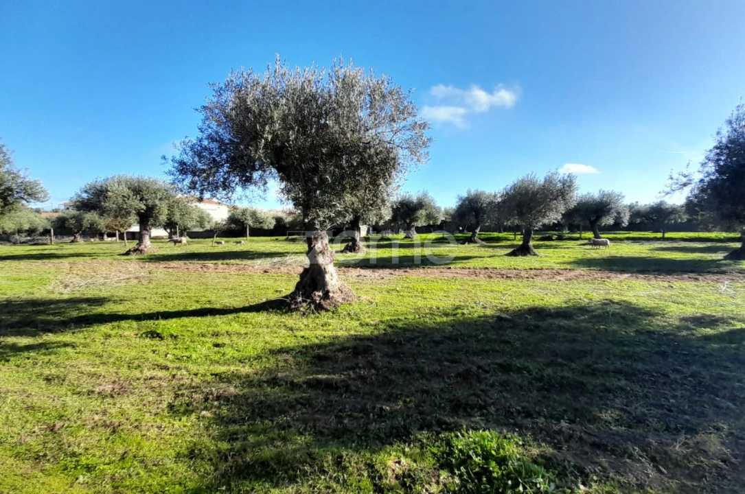 Terreno para Venda em Zebreira e Segura Foto 5