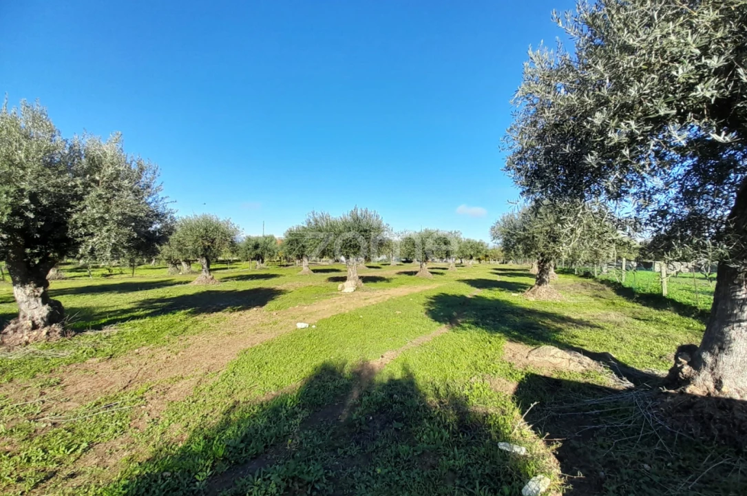 Terreno para Venda em Zebreira e Segura Foto 6