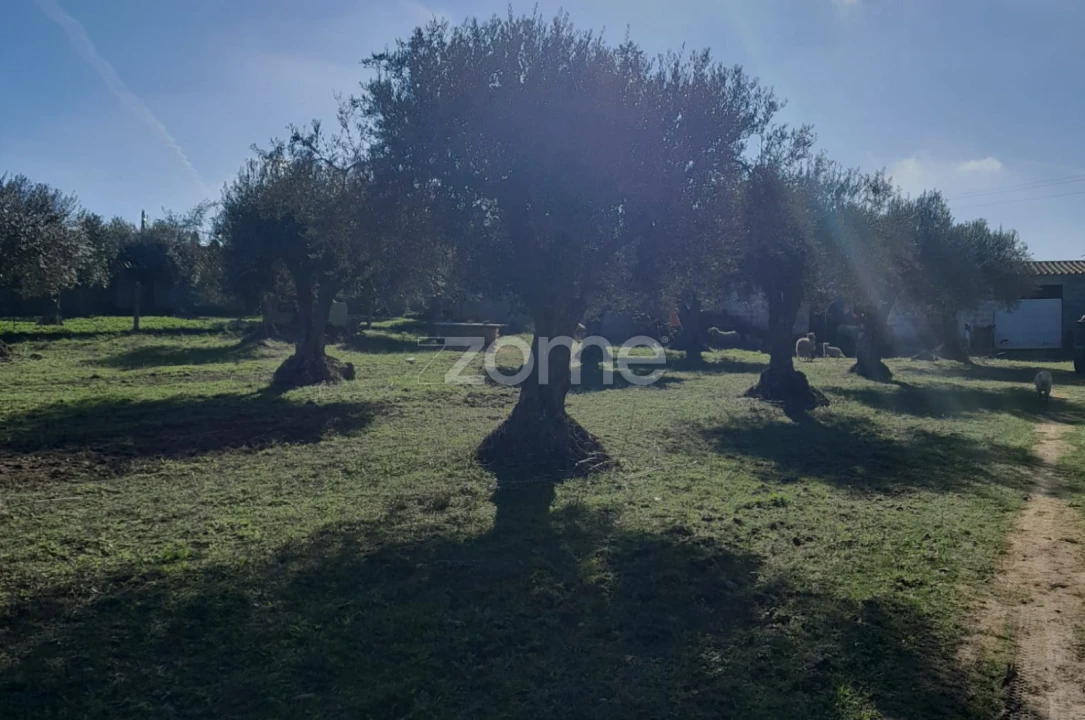 Terreno para Venda em Zebreira e Segura Foto 7