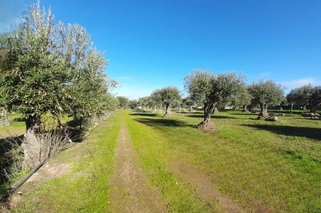 Terreno para Venda em Zebreira e Segura Foto 9