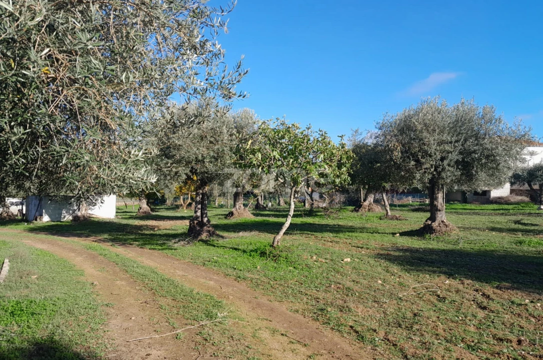 Terreno para Venda em Zebreira e Segura Foto 8
