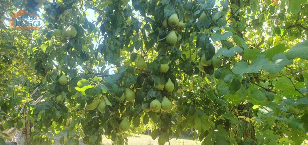 Moradia T3 para Venda em Lamego (Almacave e Sé) Foto 15