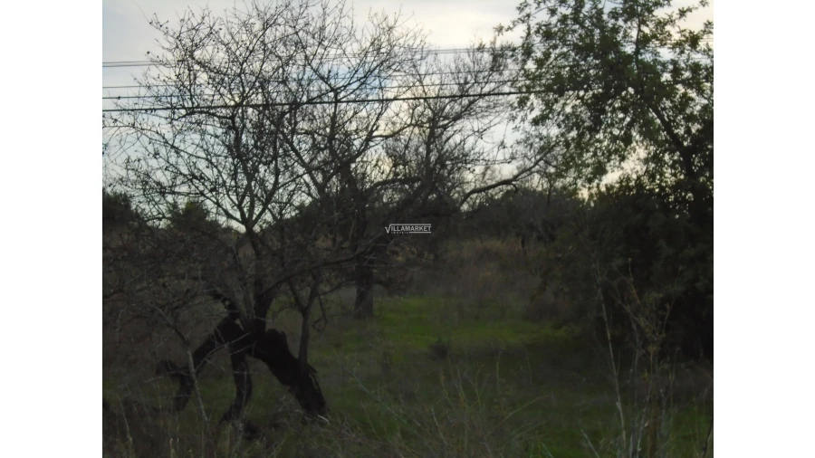 Terreno para Venda em Tavira (Santa Maria e Santiago) Foto 39