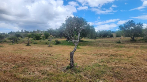 Terreno para Venda em Quelfes