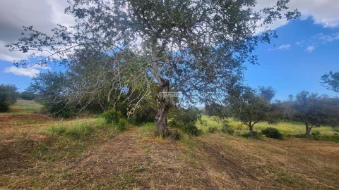 Terreno para Venda em Quelfes