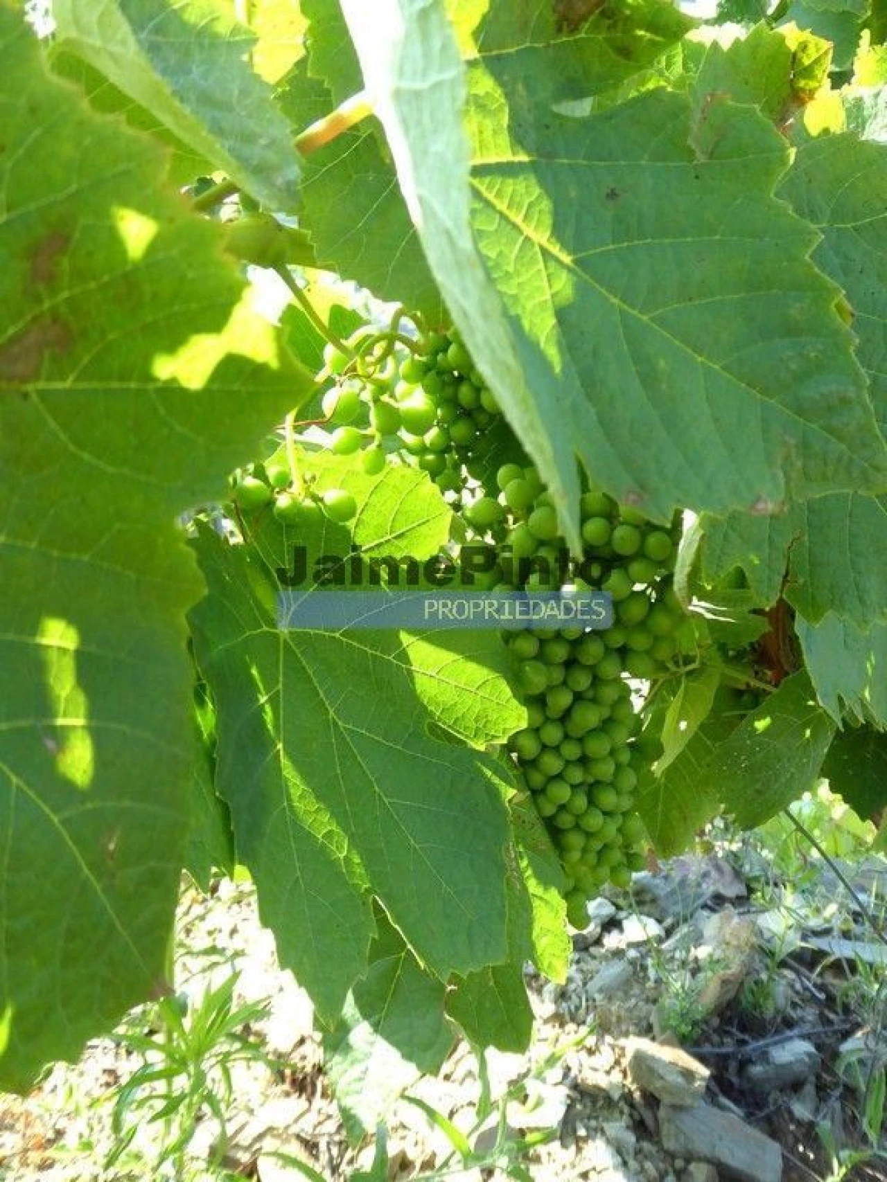 Terreno Agricola ou Rústico para Venda em São João da Pesqueira e Várzea de Trevões Foto 5