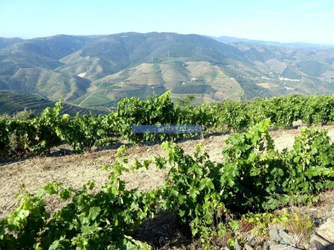 Terreno Agricola ou Rústico para Venda em São João da Pesqueira e Várzea de Trevões Foto 2