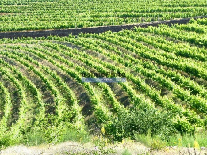 Terreno Agricola ou Rústico para Venda em São João da Pesqueira e Várzea de Trevões Foto 8