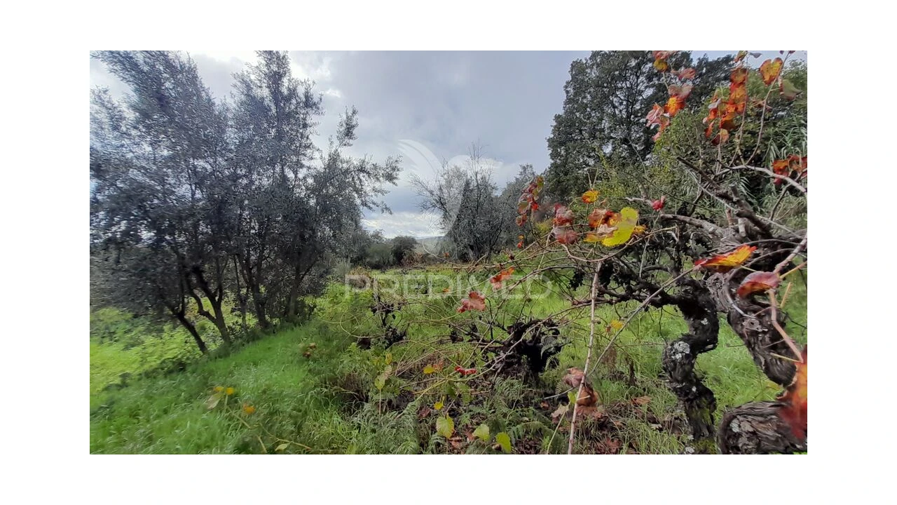 Terreno para Venda em Tortosendo Foto 14