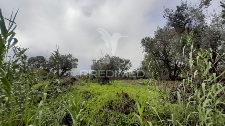 Terreno para Venda em Tortosendo Foto 7