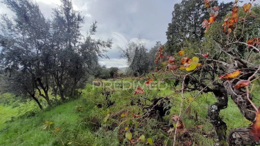 Terreno para Venda em Tortosendo Foto 14