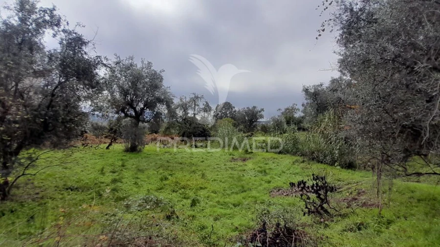 Terreno para Venda em Tortosendo Foto 5
