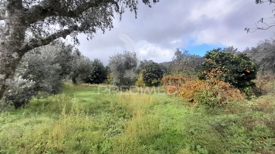 Terreno para Venda em Tortosendo Foto 19