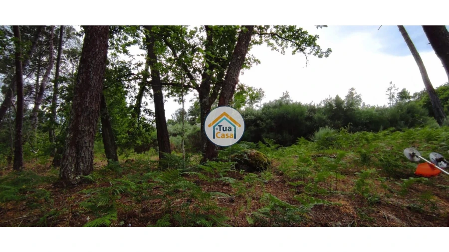 Terreno para Venda em Aguiar da Beira e Coruche Foto 15