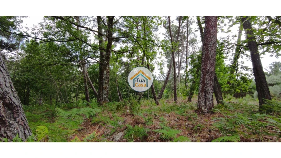 Terreno para Venda em Aguiar da Beira e Coruche Foto 7