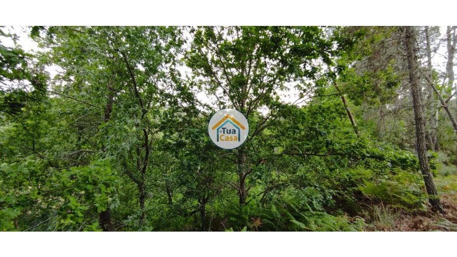 Terreno para Venda em Aguiar da Beira e Coruche Foto 10