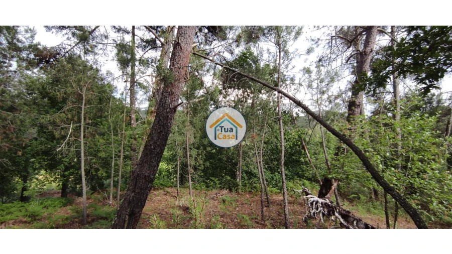 Terreno para Venda em Aguiar da Beira e Coruche Foto 14