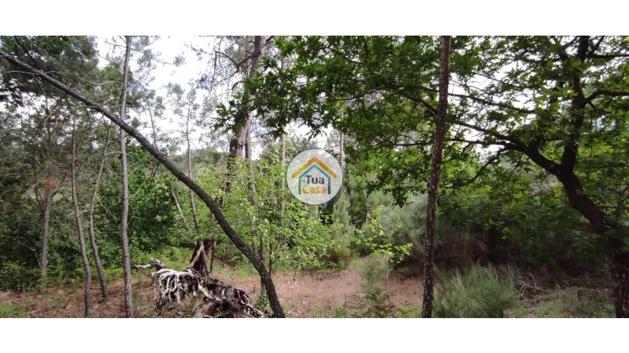 Terreno para Venda em Aguiar da Beira e Coruche Foto 9