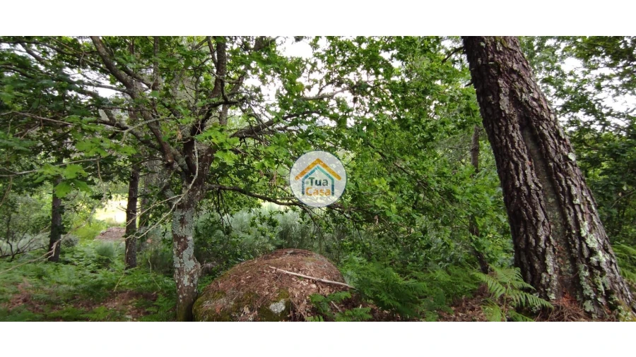 Terreno para Venda em Aguiar da Beira e Coruche Foto 11