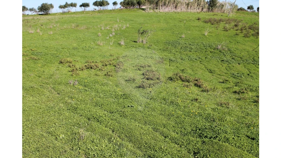 Terreno para Venda em Aveiras de Baixo Foto 18