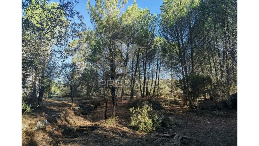 Terreno para Venda em Minde Foto 9