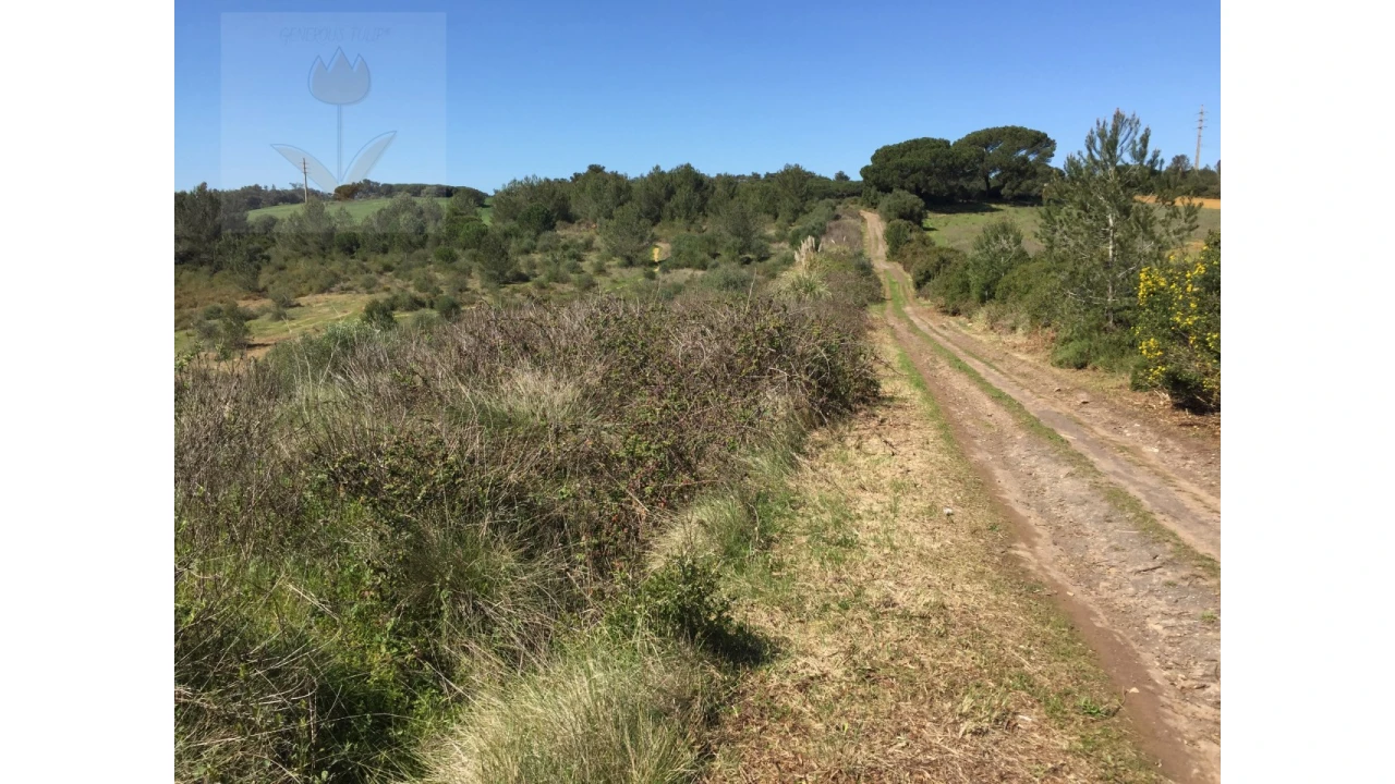 Terreno para Venda em Santa Maria e São Miguel, São Martinho, São Pedro Penaferrim Foto 5