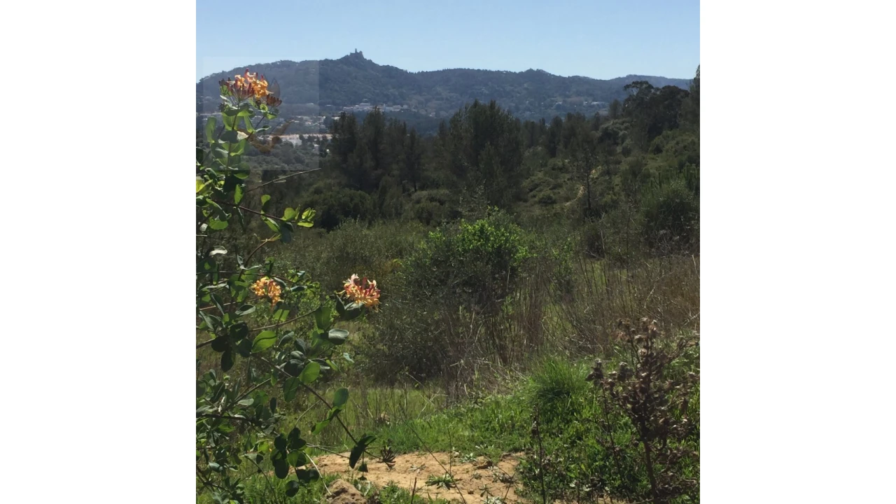 Terreno para Venda em Santa Maria e São Miguel, São Martinho, São Pedro Penaferrim Foto 7