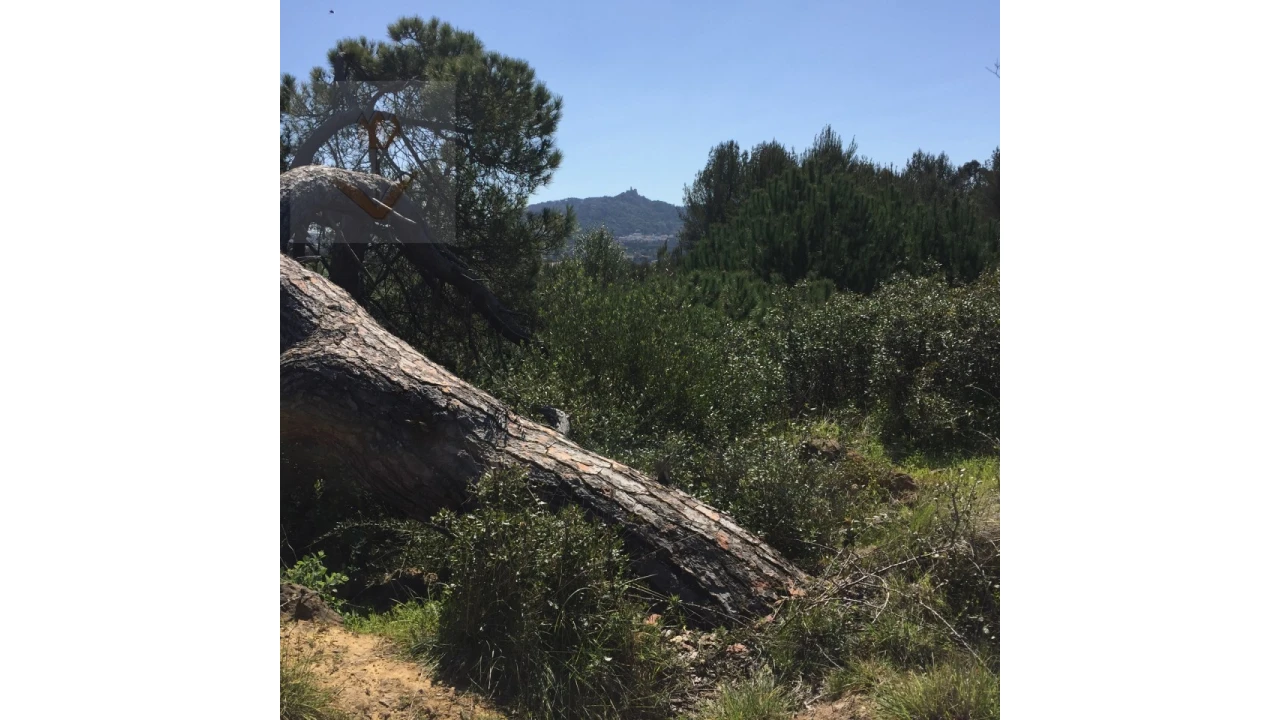 Terreno para Venda em Santa Maria e São Miguel, São Martinho, São Pedro Penaferrim Foto 10