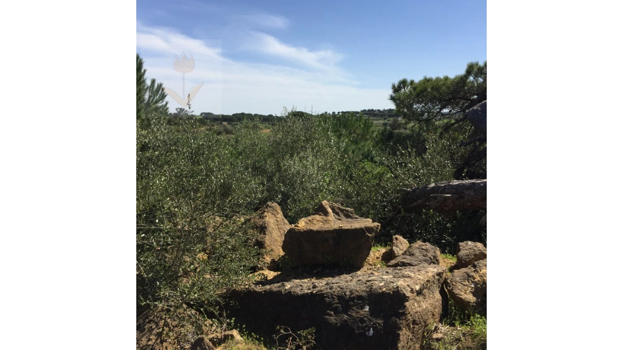 Terreno para Venda em Santa Maria e São Miguel, São Martinho, São Pedro Penaferrim Foto 11
