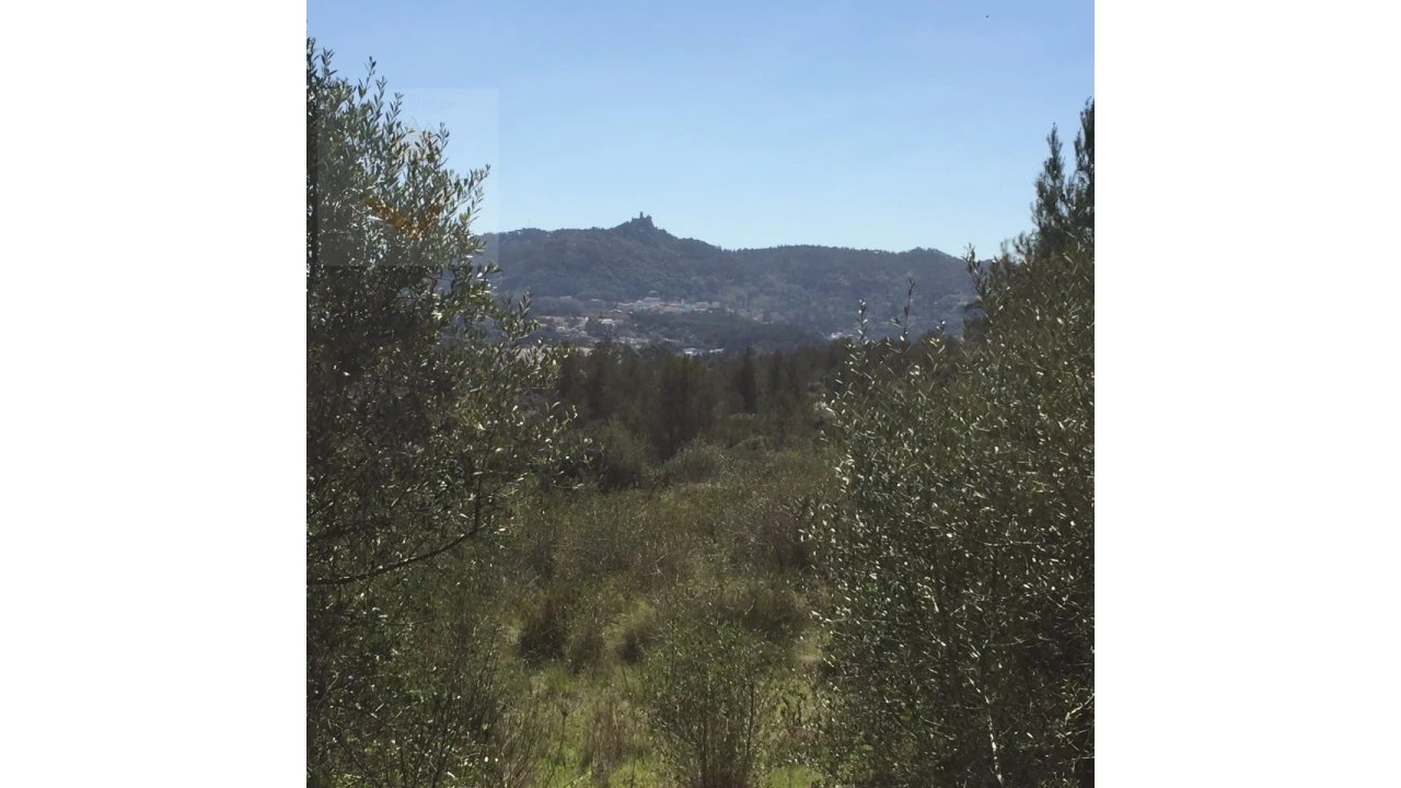 Terreno para Venda em Santa Maria e São Miguel, São Martinho, São Pedro Penaferrim Foto 19