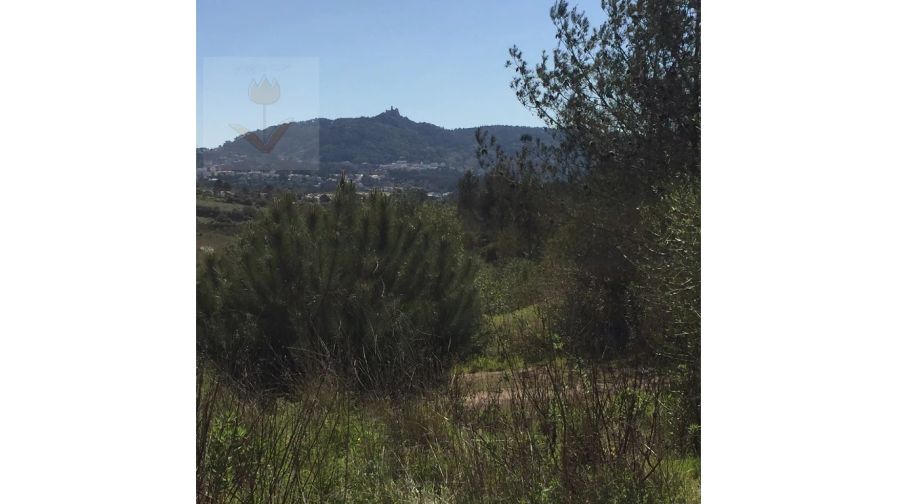 Terreno para Venda em Santa Maria e São Miguel, São Martinho, São Pedro Penaferrim Foto 20