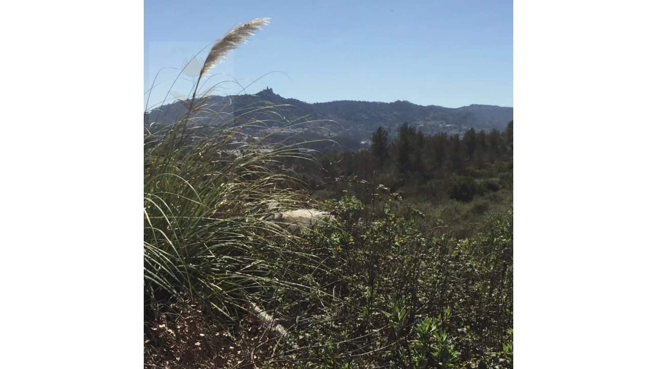 Terreno para Venda em Santa Maria e São Miguel, São Martinho, São Pedro Penaferrim Foto 21
