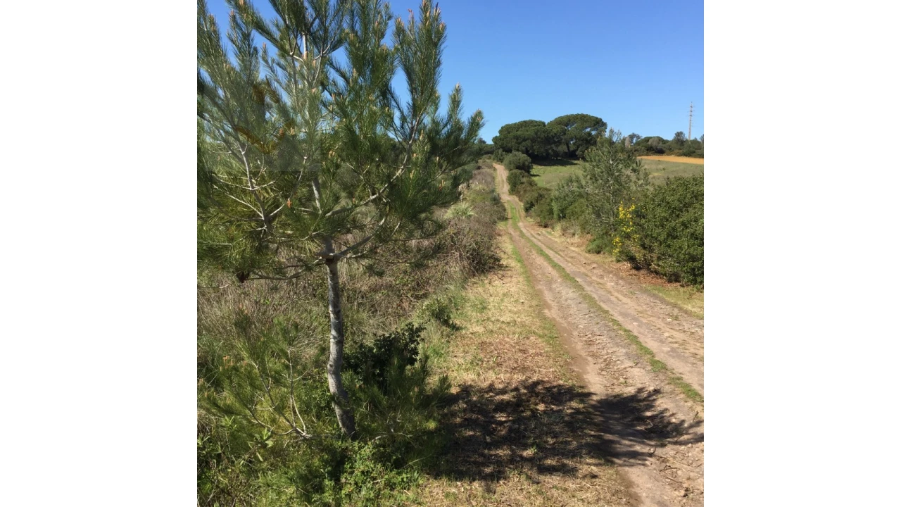 Terreno para Venda em Santa Maria e São Miguel, São Martinho, São Pedro Penaferrim Foto 22