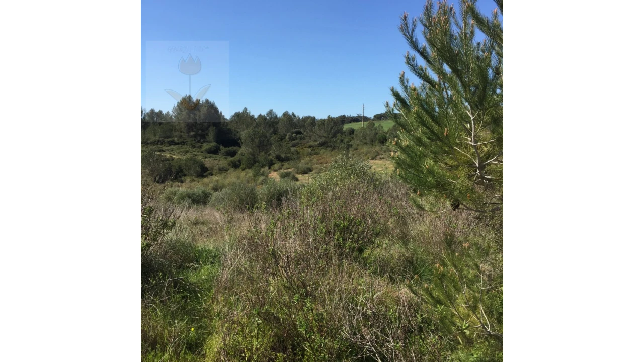 Terreno para Venda em Santa Maria e São Miguel, São Martinho, São Pedro Penaferrim Foto 23