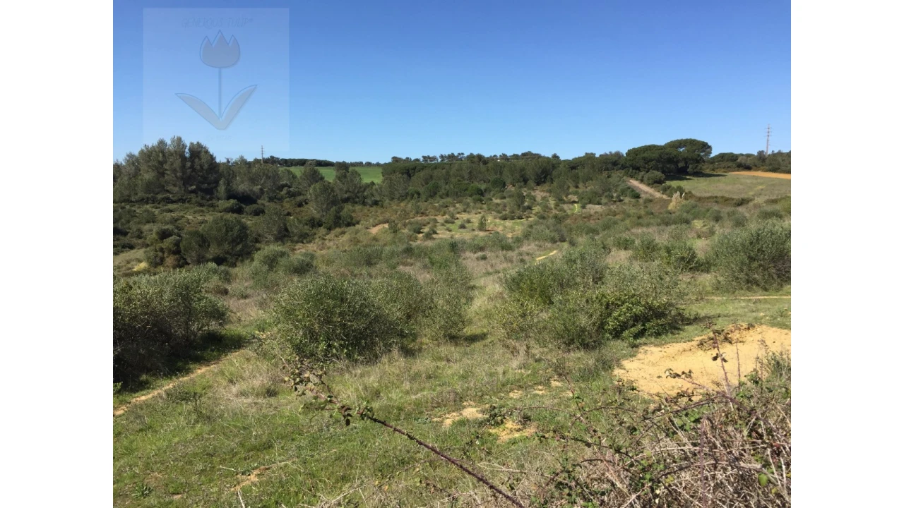 Terreno para Venda em Santa Maria e São Miguel, São Martinho, São Pedro Penaferrim Foto 25
