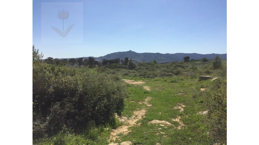 Terreno para Venda em Santa Maria e São Miguel, São Martinho, São Pedro Penaferrim