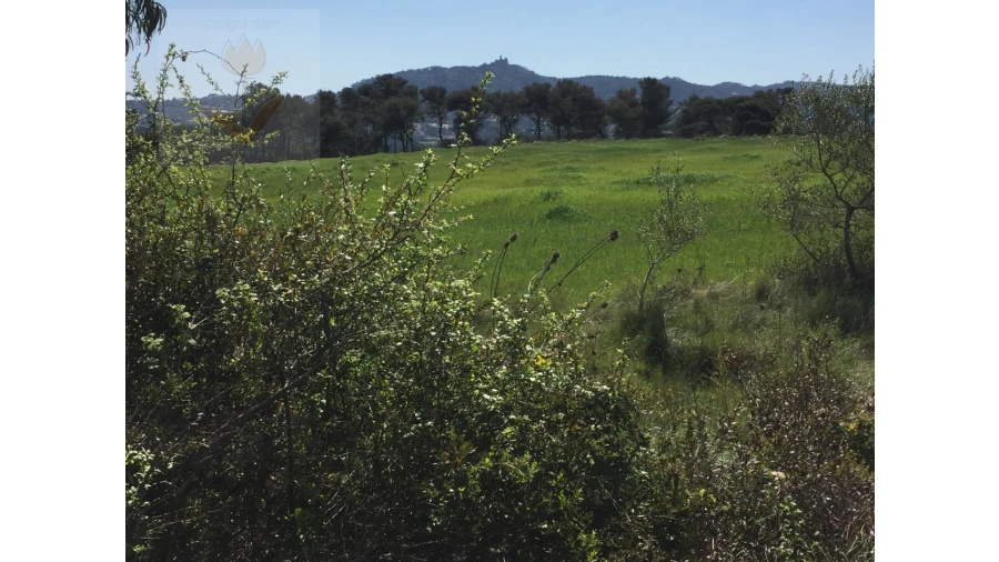 Terreno para Venda em Santa Maria e São Miguel, São Martinho, São Pedro Penaferrim Foto 3