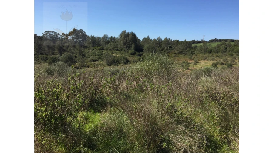 Terreno para Venda em Santa Maria e São Miguel, São Martinho, São Pedro Penaferrim Foto 4