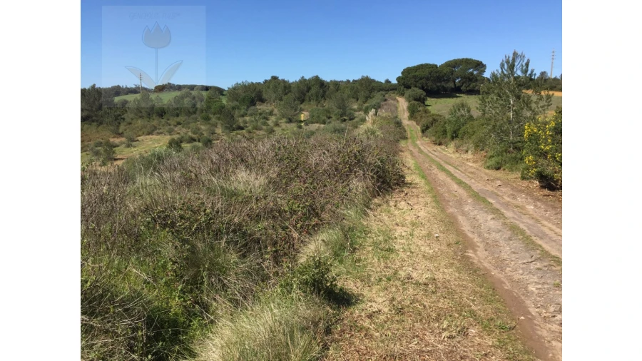 Terreno para Venda em Santa Maria e São Miguel, São Martinho, São Pedro Penaferrim Foto 5
