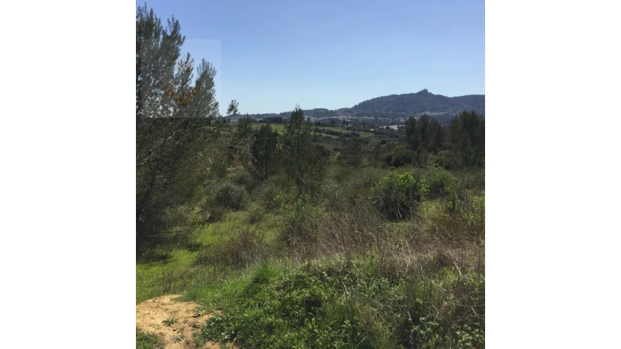 Terreno para Venda em Santa Maria e São Miguel, São Martinho, São Pedro Penaferrim Foto 8