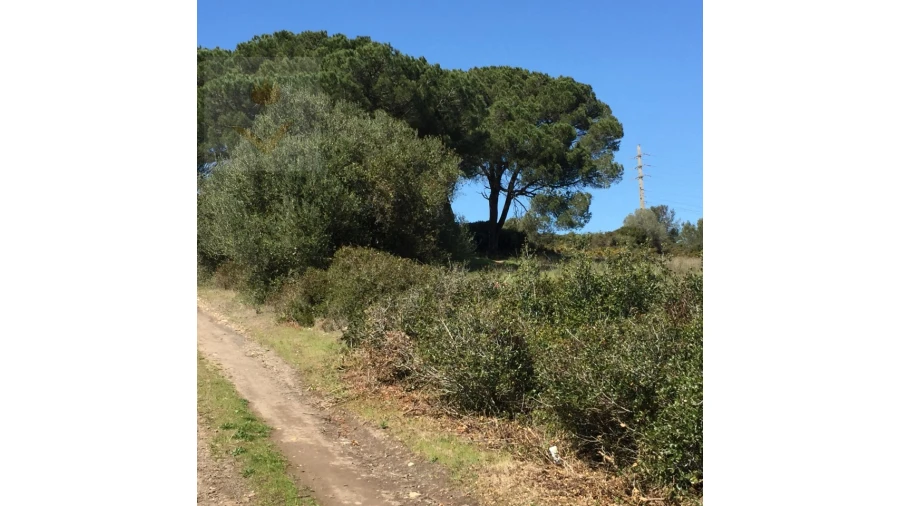 Terreno para Venda em Santa Maria e São Miguel, São Martinho, São Pedro Penaferrim Foto 13
