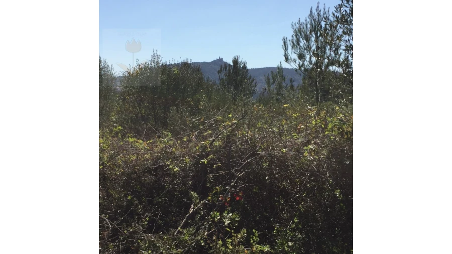 Terreno para Venda em Santa Maria e São Miguel, São Martinho, São Pedro Penaferrim Foto 14